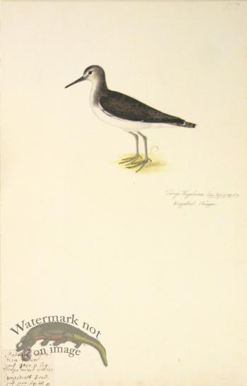 197 Swedish Birds . Tringa Hypoleucos.The Common Sandpiper